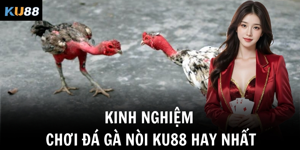 Kinh nghiệm chơi đá gà nòi Ku88 hay nhất