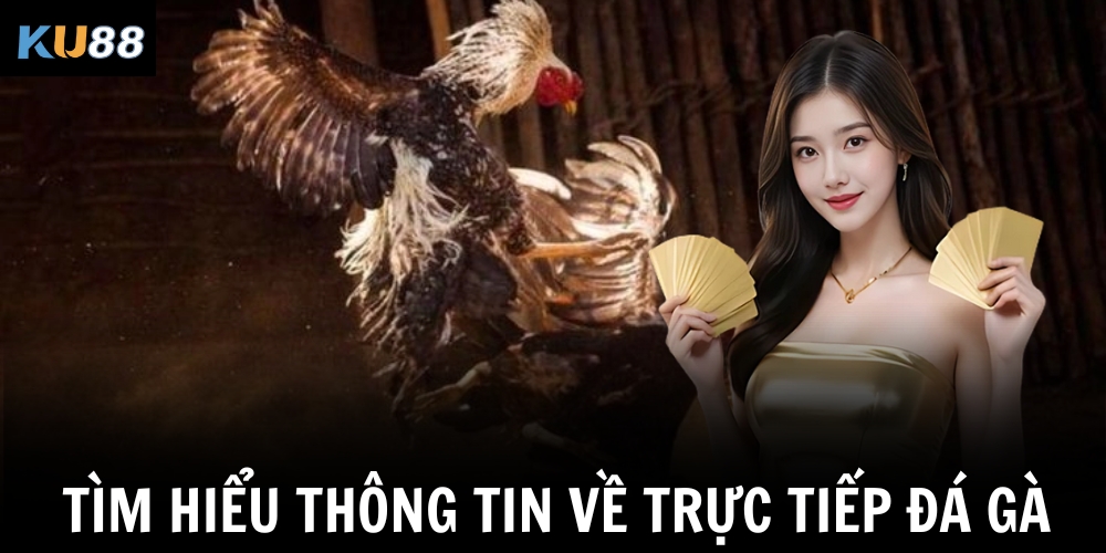 Tìm hiểu thông tin về trực tiếp đá gà Thomo